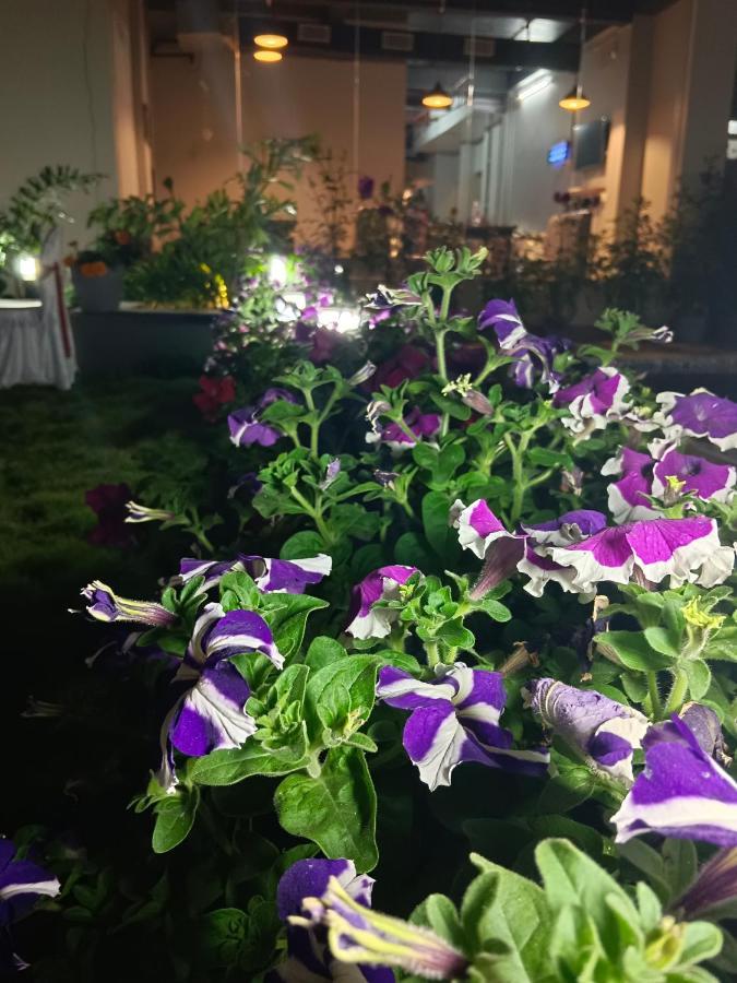 Hotel Ridley International ديغا المظهر الخارجي الصورة